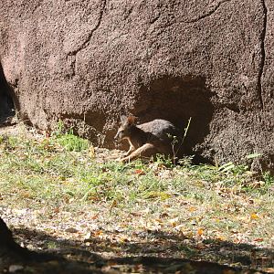 Red Rocks - Tammar Wallaby