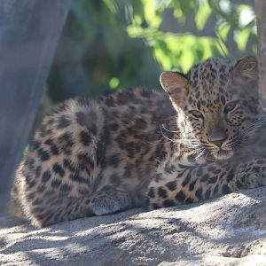 Big Cat Country - Amur Leopard Cub
