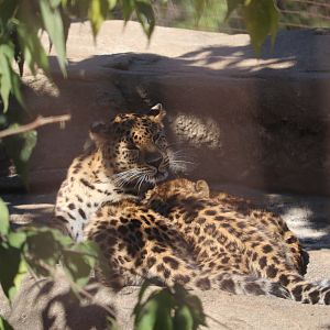 Big Cat Country - Amur Leopards