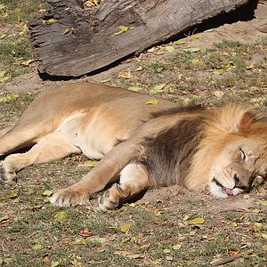 Big Cat Country - African Lion