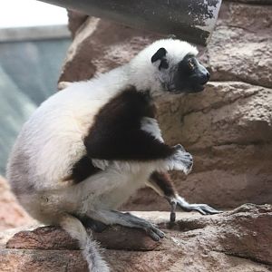 Primate House - Coquerel's Sifaka