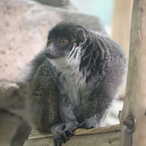 Primate House - Mongoose Lemur