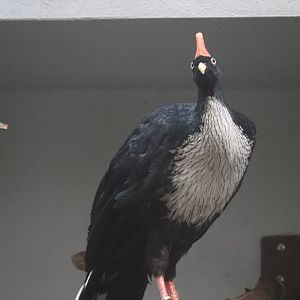 Bird House - Horned Guan