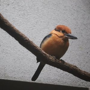 Bird House - Guam Kingfisher