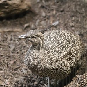 Bird House - Elegant Crested Tinamou