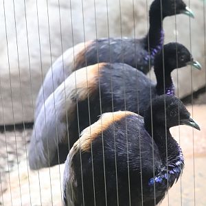 Bird House - Grey-winged Trumpeter