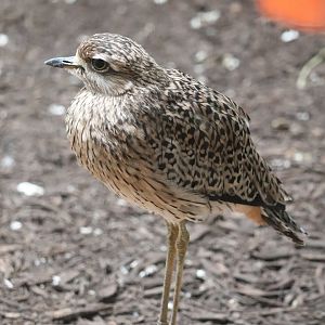 Bird House - Cape Thick-Knee