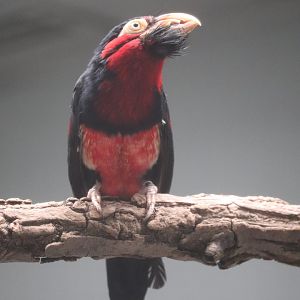 Bird House - Bearded Barbet