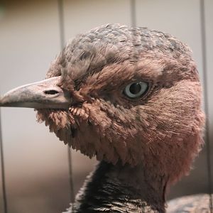 Bird House - Buff-Crested Bustard