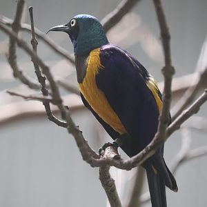 Bird House - Golden-breasted Starling