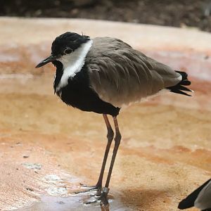 Bird House - Spur-Winged Plover