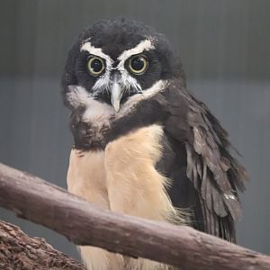 Bird House - Spectacled Owl