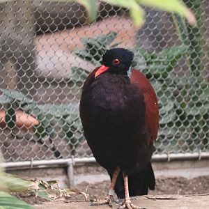 Bird House - Green-Naped Pheasant Pigeon
