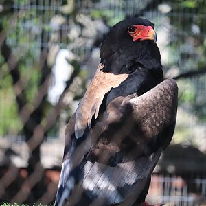 Bird Garden - Bateleur Eagle