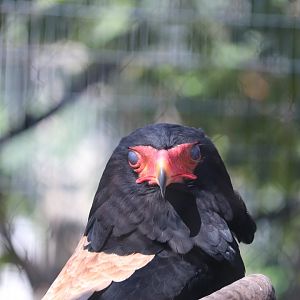 Bird Garden - Bateleur Eagle