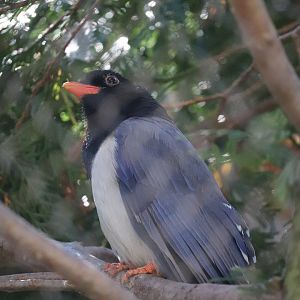 Bird Garden - Red-Billed Blue Magpie