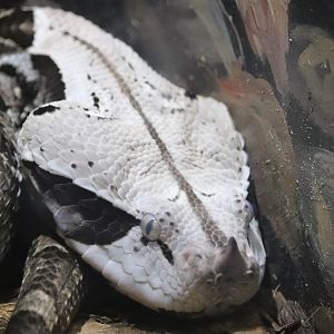 Herpetarium - West African Gaboon Viper