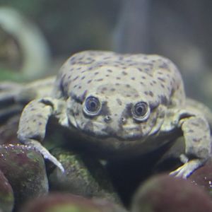 Herpetarium - Lake Titicaca Water Frog