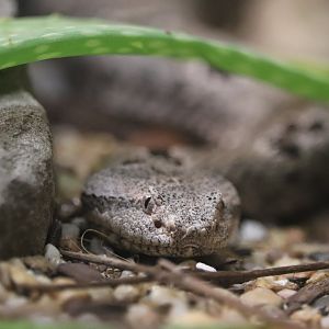 Herpetarium - Santa Catalina Island Rattlesnake
