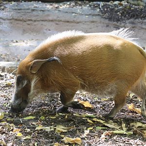 River's Edge - Red River Hog