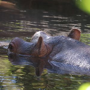 River's Edge - Hippopotamus