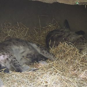 River's Edge - Spotted Hyena