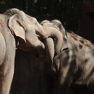 River's Edge - Asian Elephant
