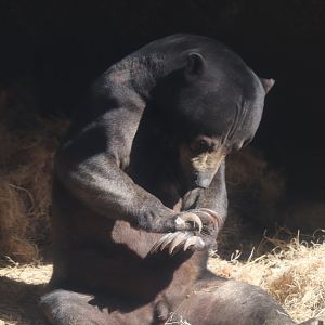 River's Edge - Sun Bear