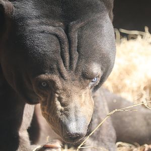 River's Edge - Sun Bear