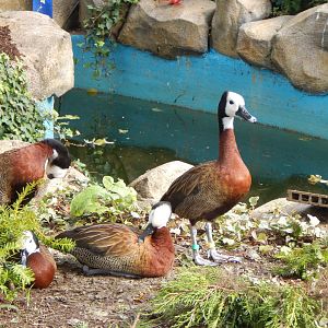 Mixed aviary - White-faced whistling ducks 200922
