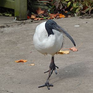 Mixed aviary - Sacred ibis 200922