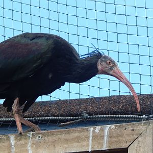 Mixed aviary - Waldrapp 200922