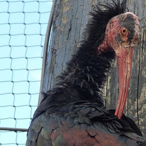 Mixed aviary - Waldrapp 200922