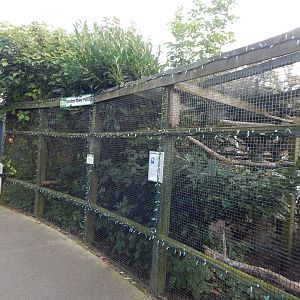 African grey parrot aviary 200922