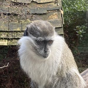 Vervet monkey 200922