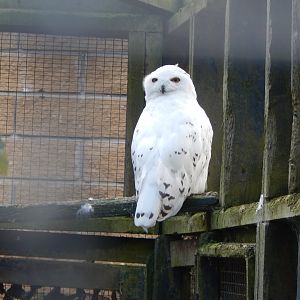 Snowy owl 200922
