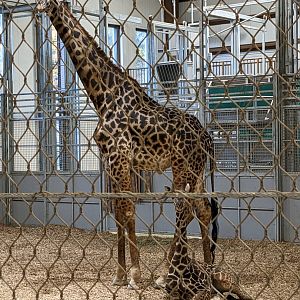 Baby Olmy, about 5 months old