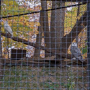 Snowy Owl chick at 4 months (with dad)