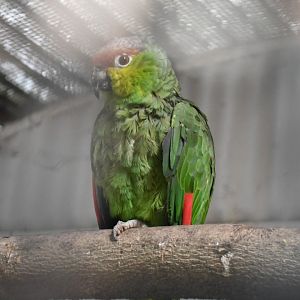 Ecuadorean Red-lored Amazon (Zoo Lourosa)
