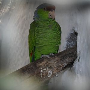 Lilac-crowned Amazon (Zoo Lourosa)