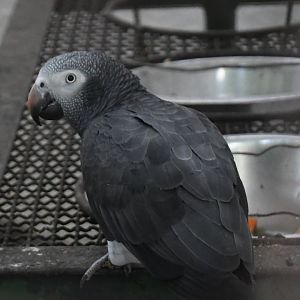 Timneh Parrot (Zoo Lourosa)