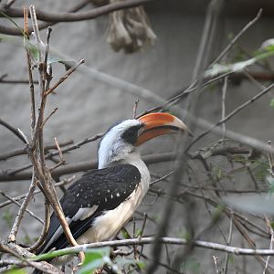 Von der Decken's Hornbill (Zoo Lourosa)