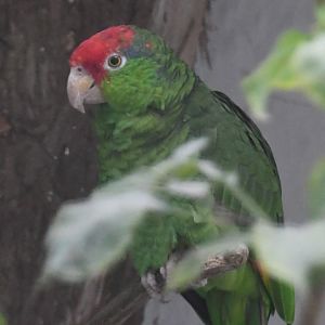 Red-crowned Amazon (Zoo Lourosa)