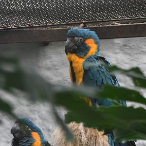 Blue-throated Macaws (Zoo Lourosa)