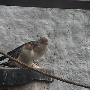 Guira Cuckoo (Zoo Lourosa)