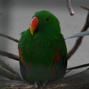 Eclectus Parrot (Zoo Lourosa)