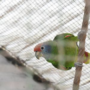 Red-tailed Amazon (Zoo Lourosa)