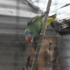 Red-tailed Amazon (Zoo Lourosa)