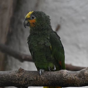 Orange-winged Amazon (Zoo Lourosa)