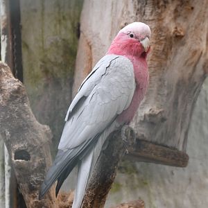 Galah (Zoo Lourosa)